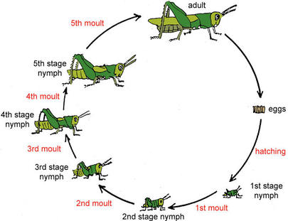 How Long Do Crickets Live, Life Cycle Of A Cricket
